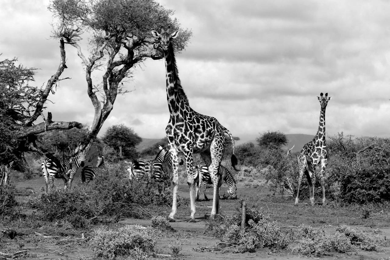 Giraffes on Safari  — free black and white photo