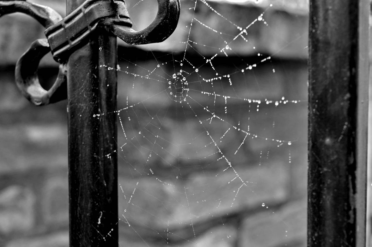 iron cobweb fence spider dew moisture cast raindrop trap nature  — free black and white photo