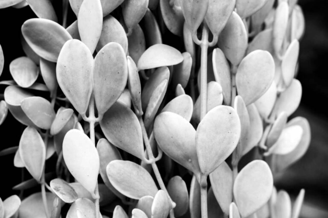 Jade Plant Leaves  — free black and white photo