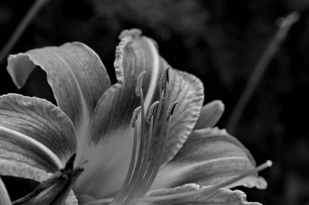 lily exotic nectar elegant close pistil flower leaf petal nature flowers  — free black and white photo