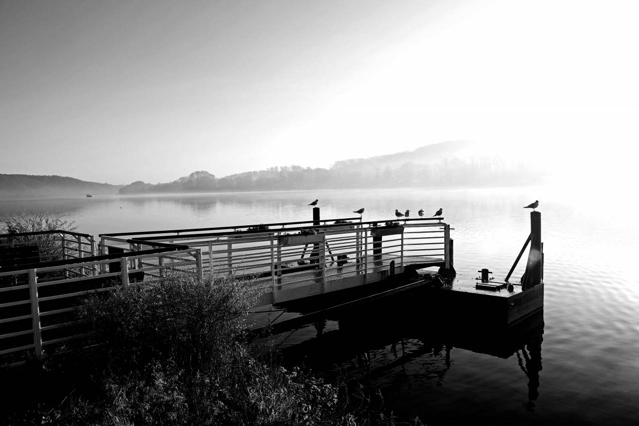 pier foggy mooring lakeside birds morning waterfront seagulls sunshine system water — free black and white photo
