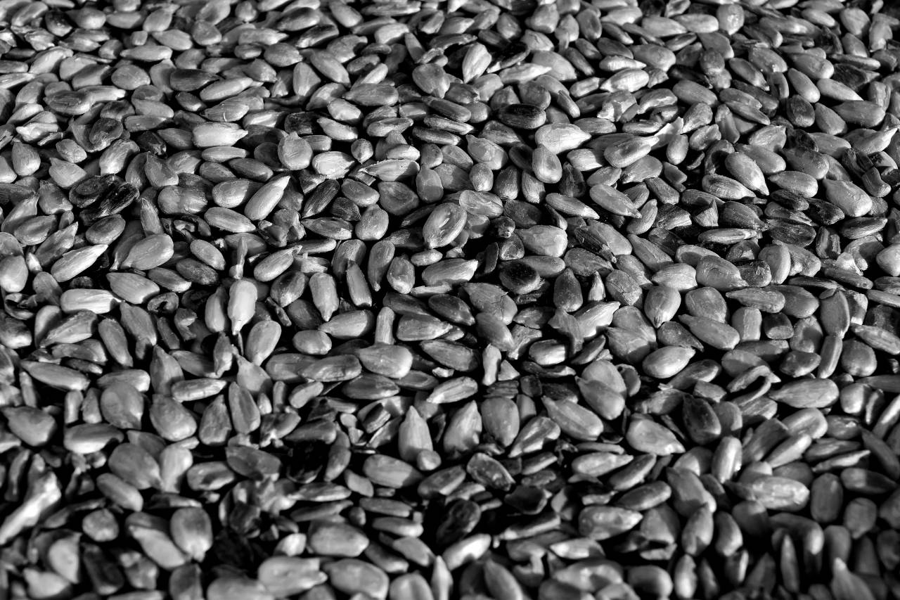 seed brown sunflower dry roast dietary organism food batch farming seeds  — free black and white photo