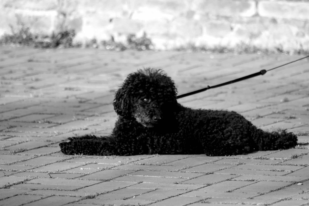 side animal dog canine outdoors daylight grass portrait nature cute  — free black and white photo
