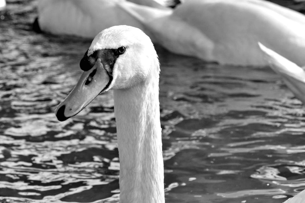 swan beak waterfowl water aquatic nature daylight bird wildlife lake kb — free black and white photo