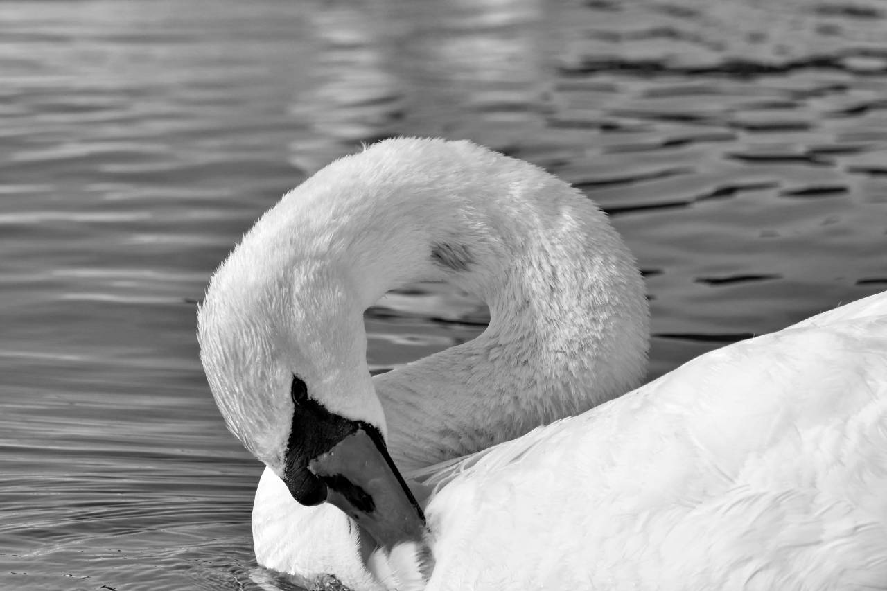swan bird water lake beak swimming waterfowl aquatic wildlife pool kb — free black and white photo