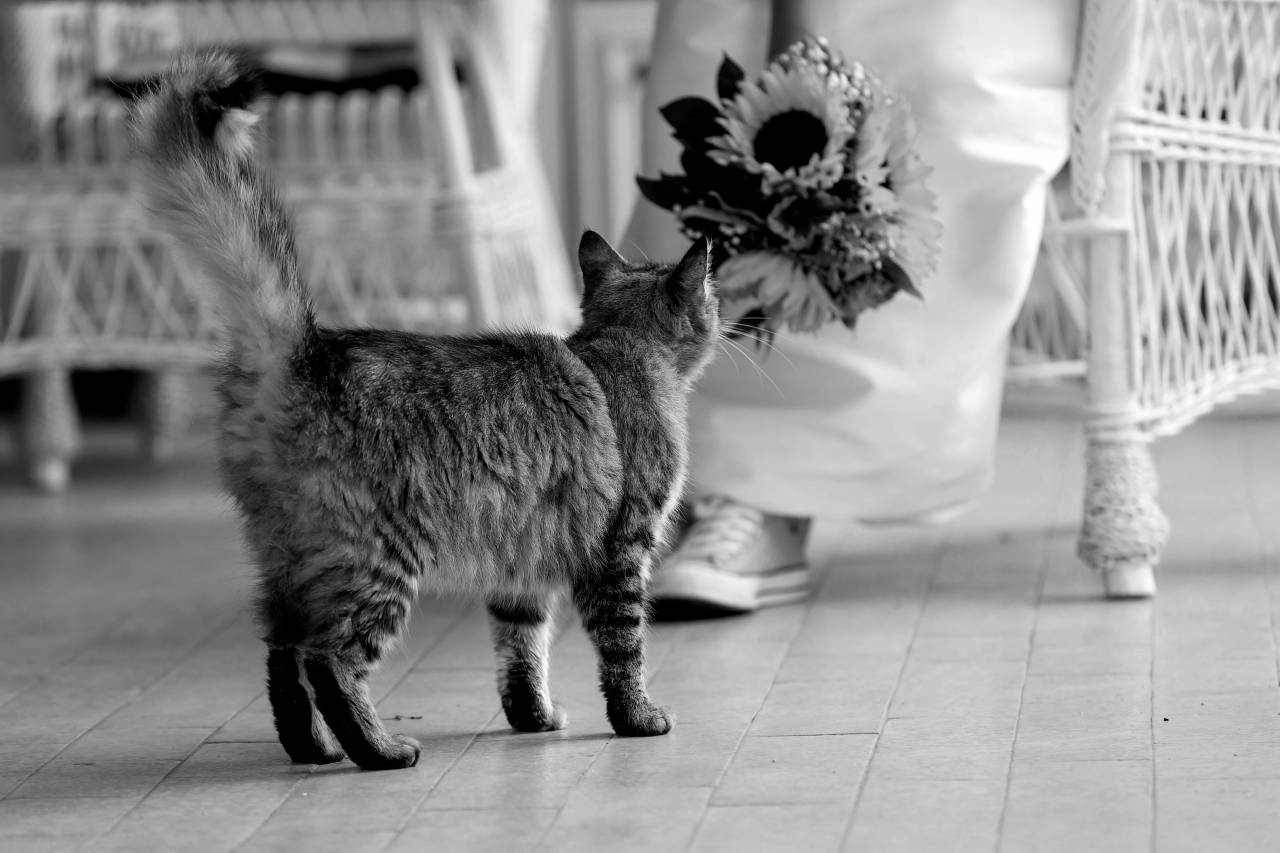 cat tabby porch bouquet bride furniture domestic kitten kitty pets — free black and white photo