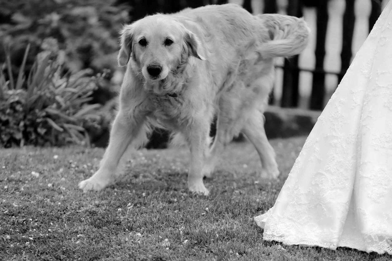 dog labrador wedding glow golden dress retriever puppy hunting pet cute  — free black and white photo