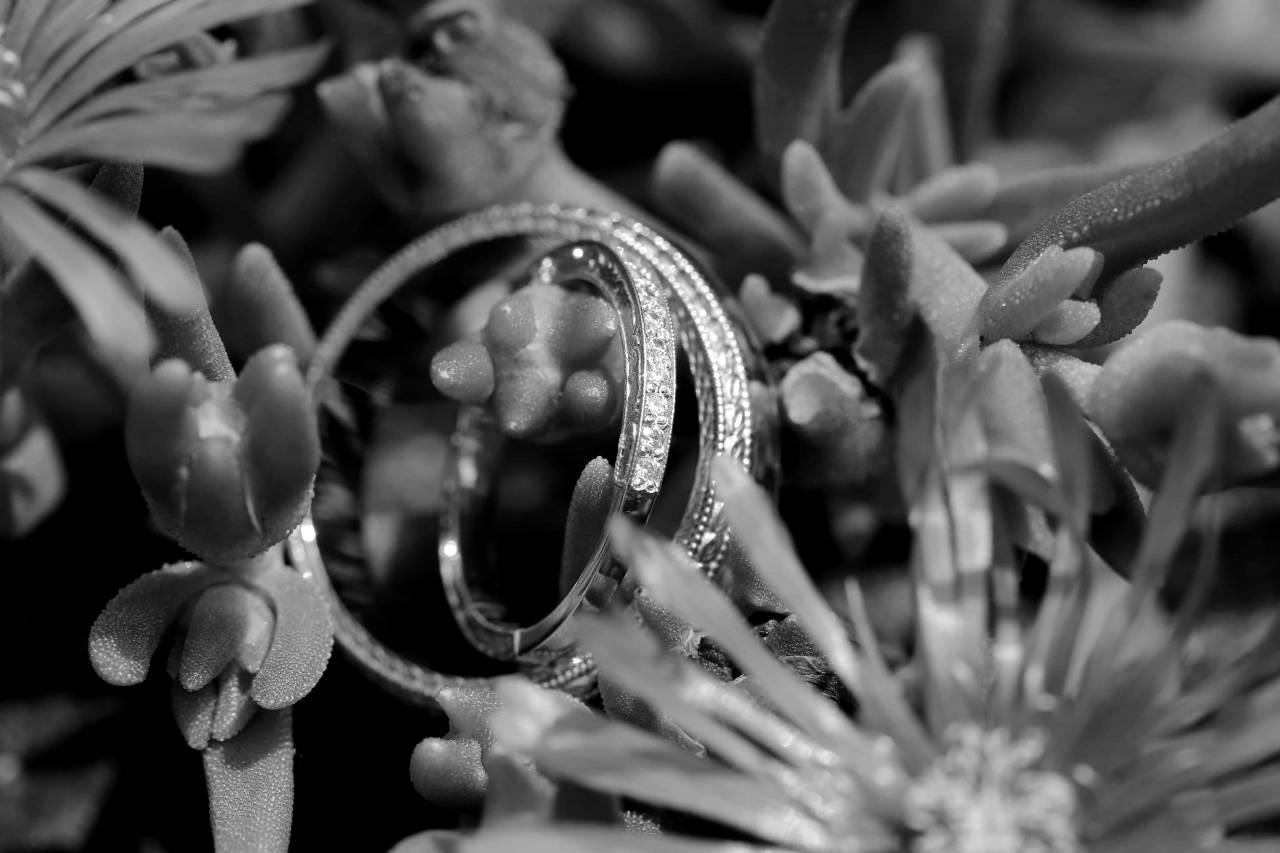 platinum rings ring flower cactus leaf garden nature flora  — free black and white photo