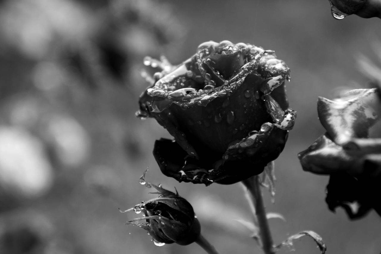   blossom  dew  rain  flower  petal  wet  — free black and white photo