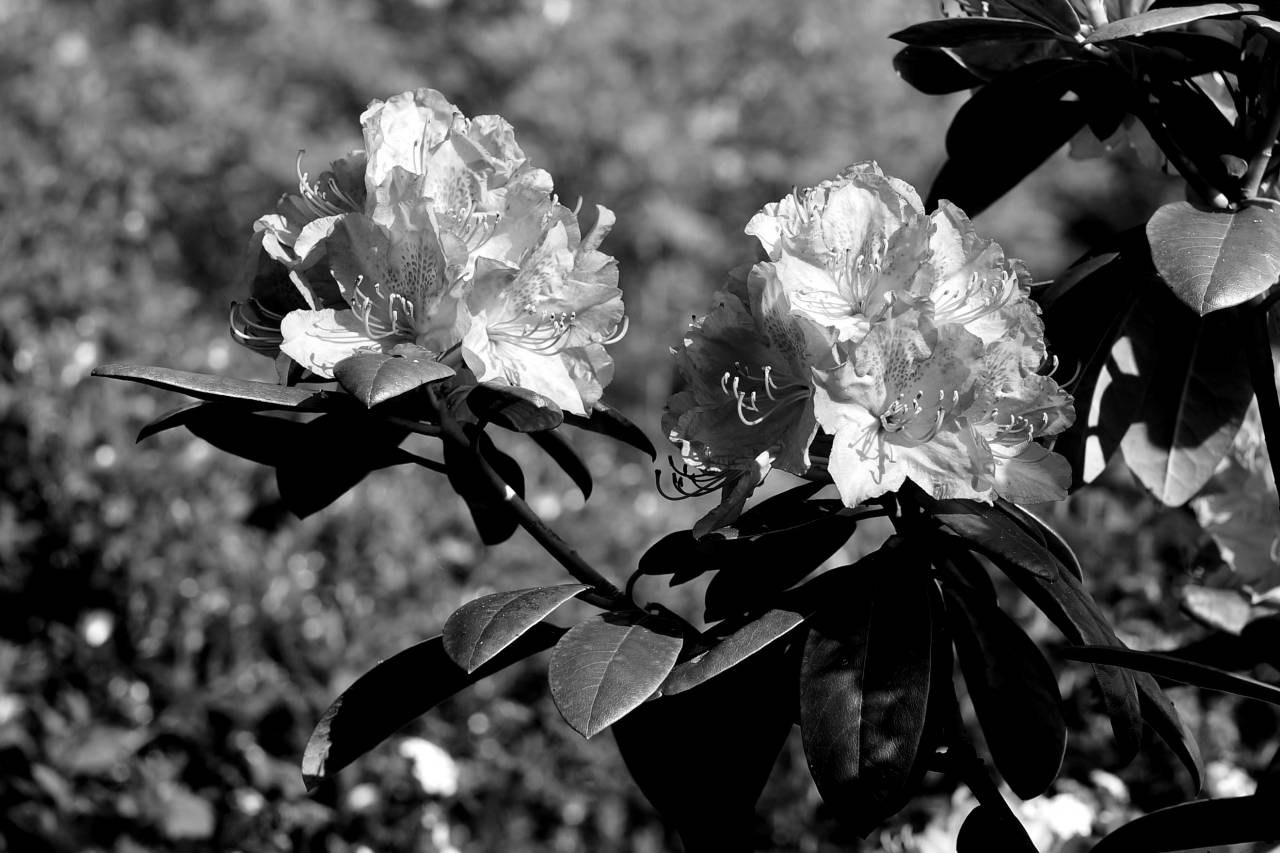   blossom  summer  bush  spring  botany  — free black and white photo
