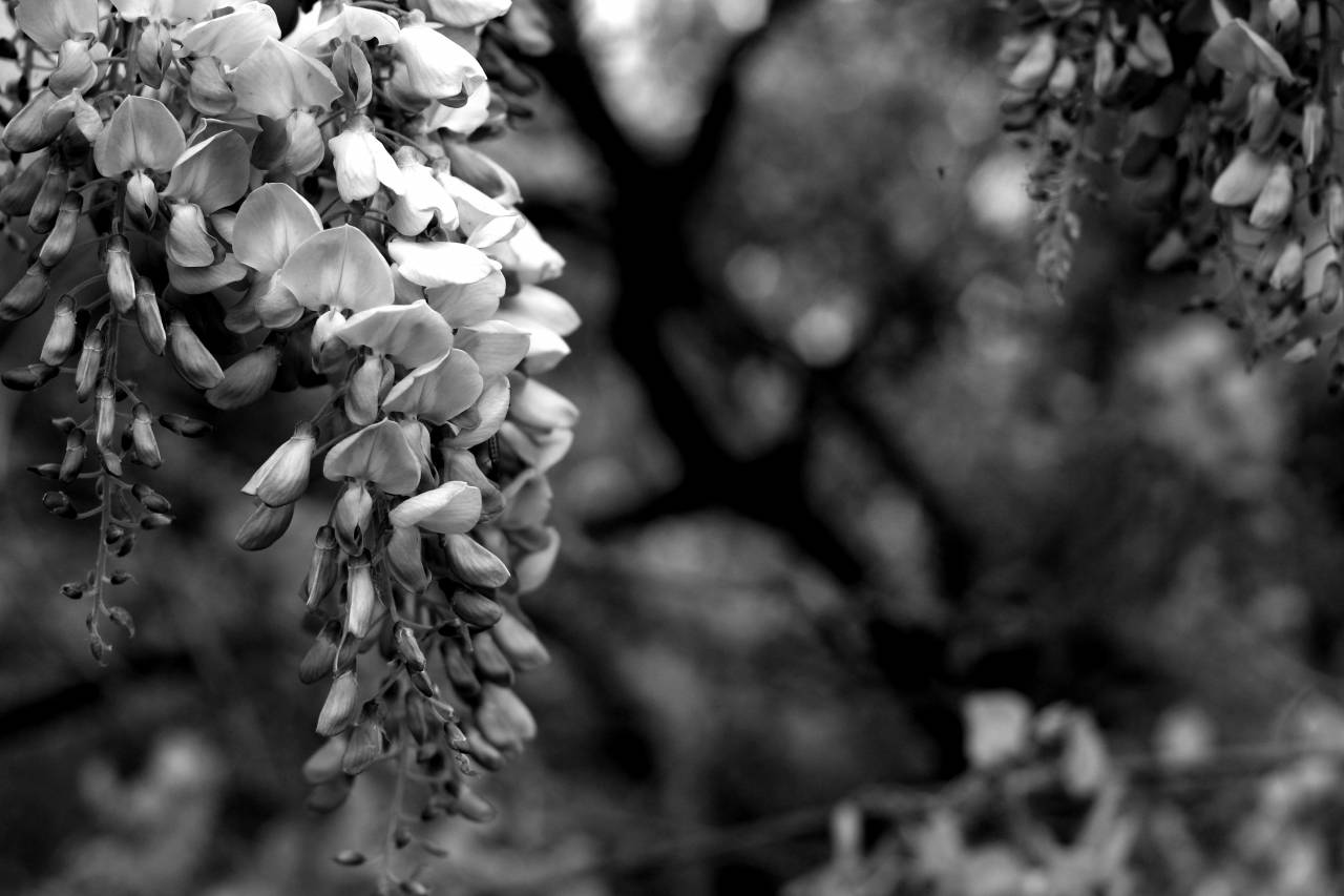   nature  branch  blossom  leaf  flower  — free black and white photo