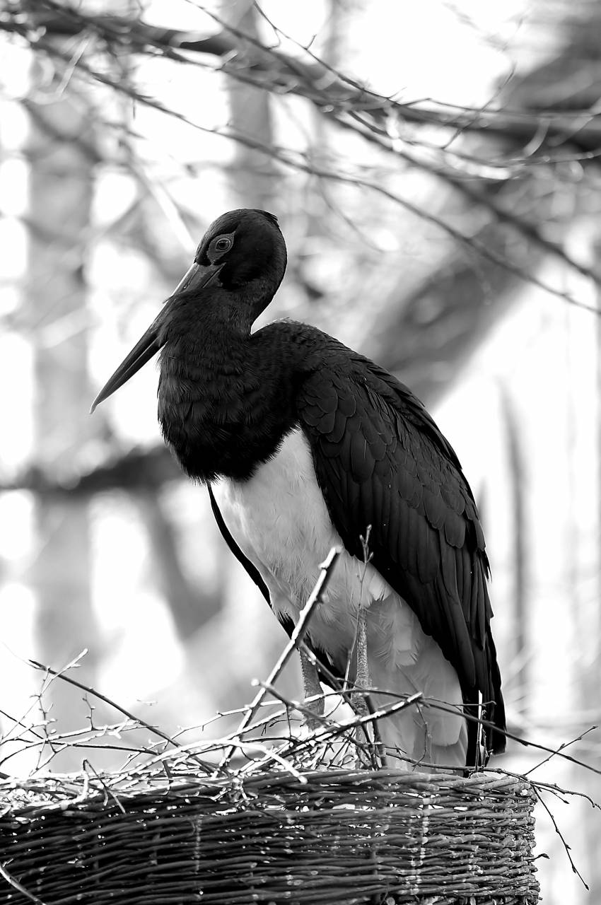   bird  wing  wildlife  beak  fauna  birds  — free black and white photo