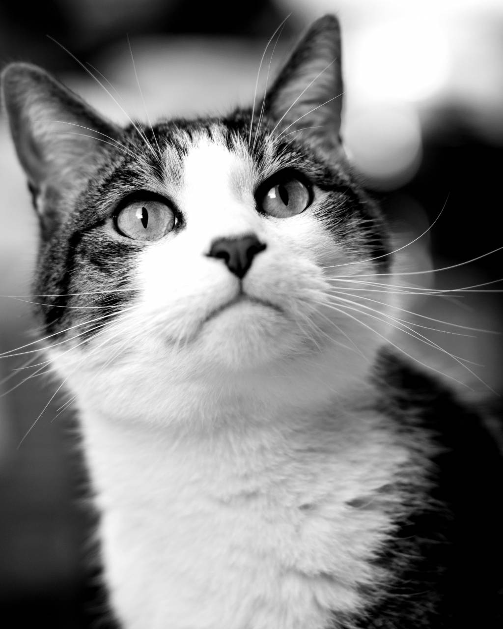   black and white  home  pet  fluffy  close up  — free black and white photo