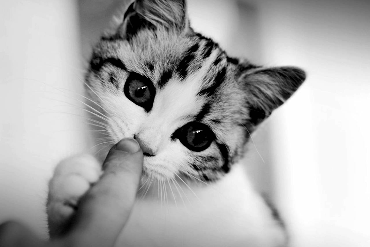   black and white  sweet  puppy  cute  pet  — free black and white photo