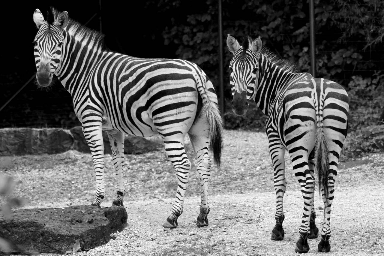   black and white  wildlife  zoo  africa  — free black and white photo