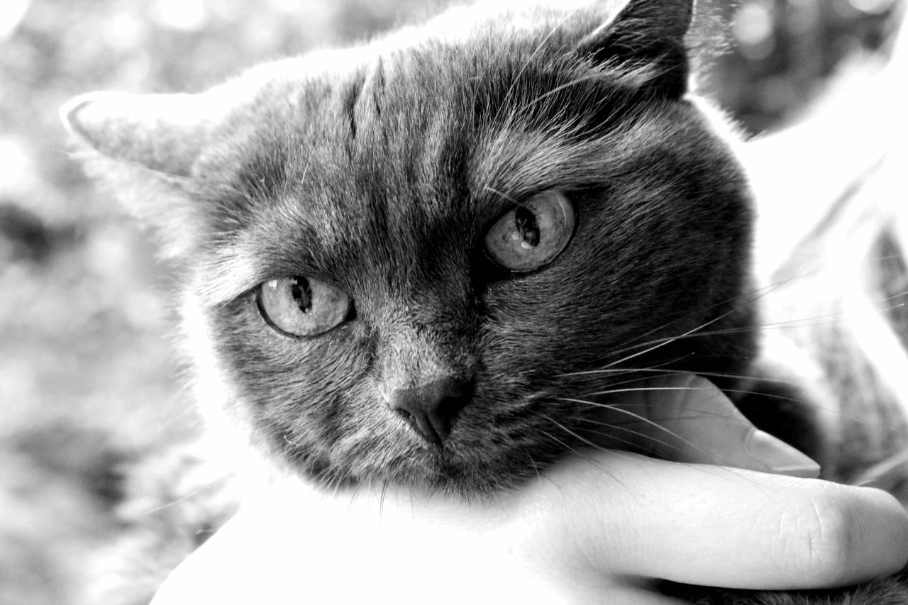   hand  black and white  cute  pet  fur  — free black and white photo