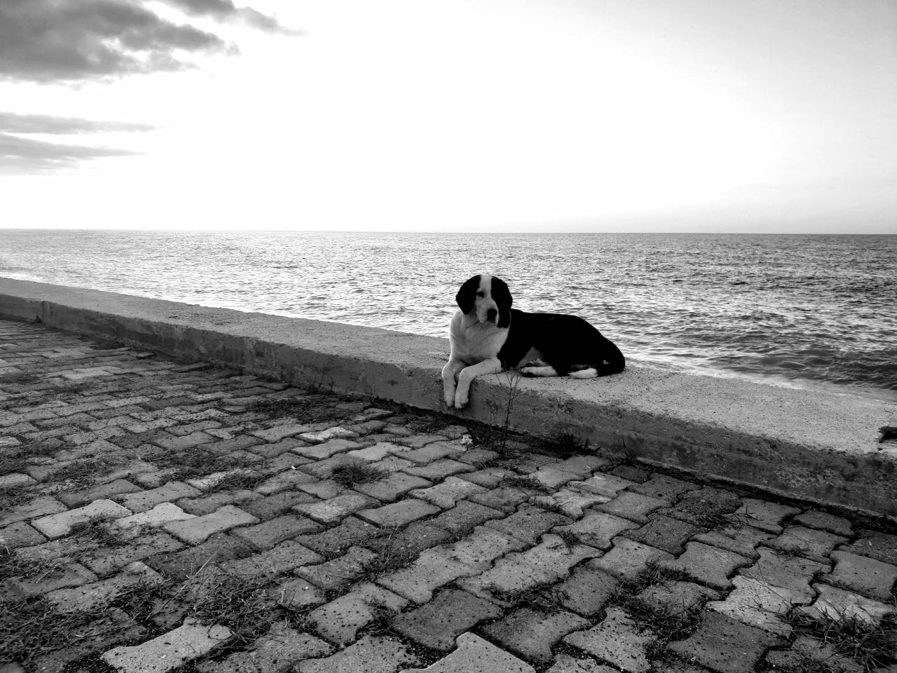   natural  photograph  sea  black and white  — free black and white photo