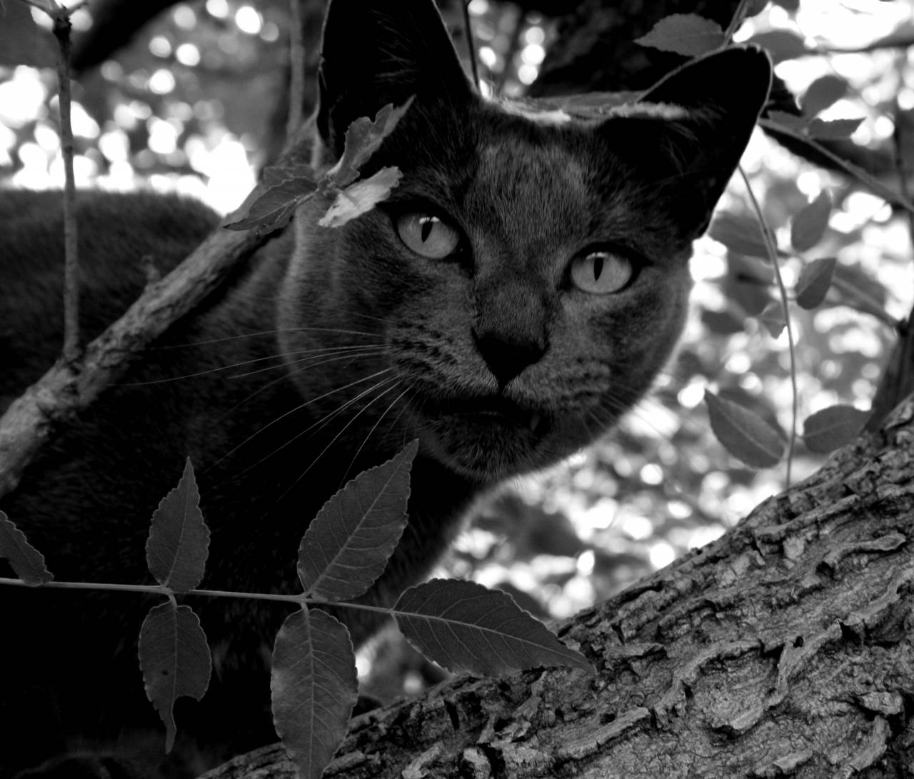   tree  flower  home  animal  cute  summer  — free black and white photo