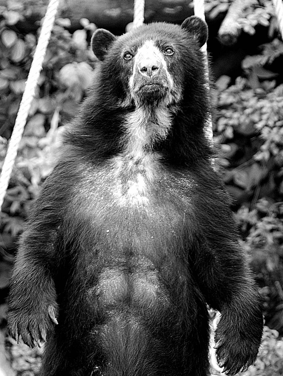   wildlife  zoo  mammal  fauna  primate  — free black and white photo
