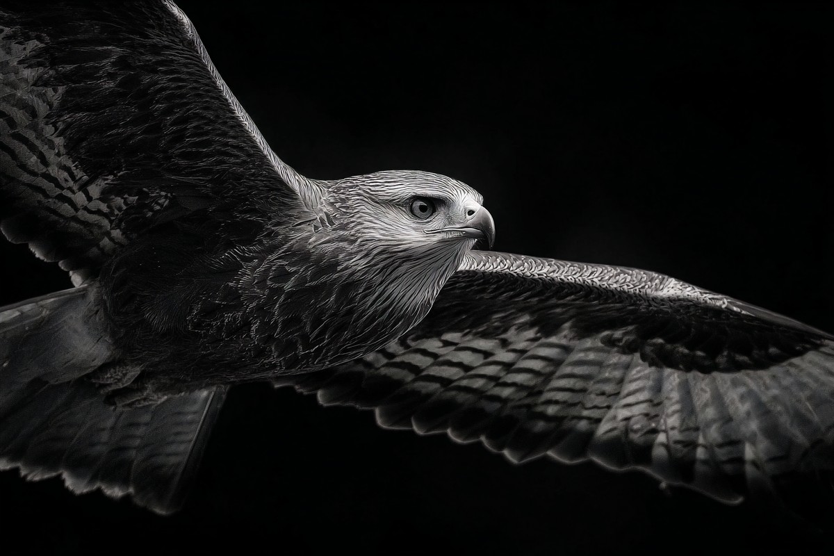 animals action photograph of a bird of prey in flight wings s — free black and white photo