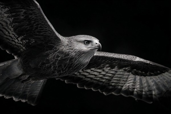 animals action photograph of a bird of prey in flight wings s — black and white animals photo