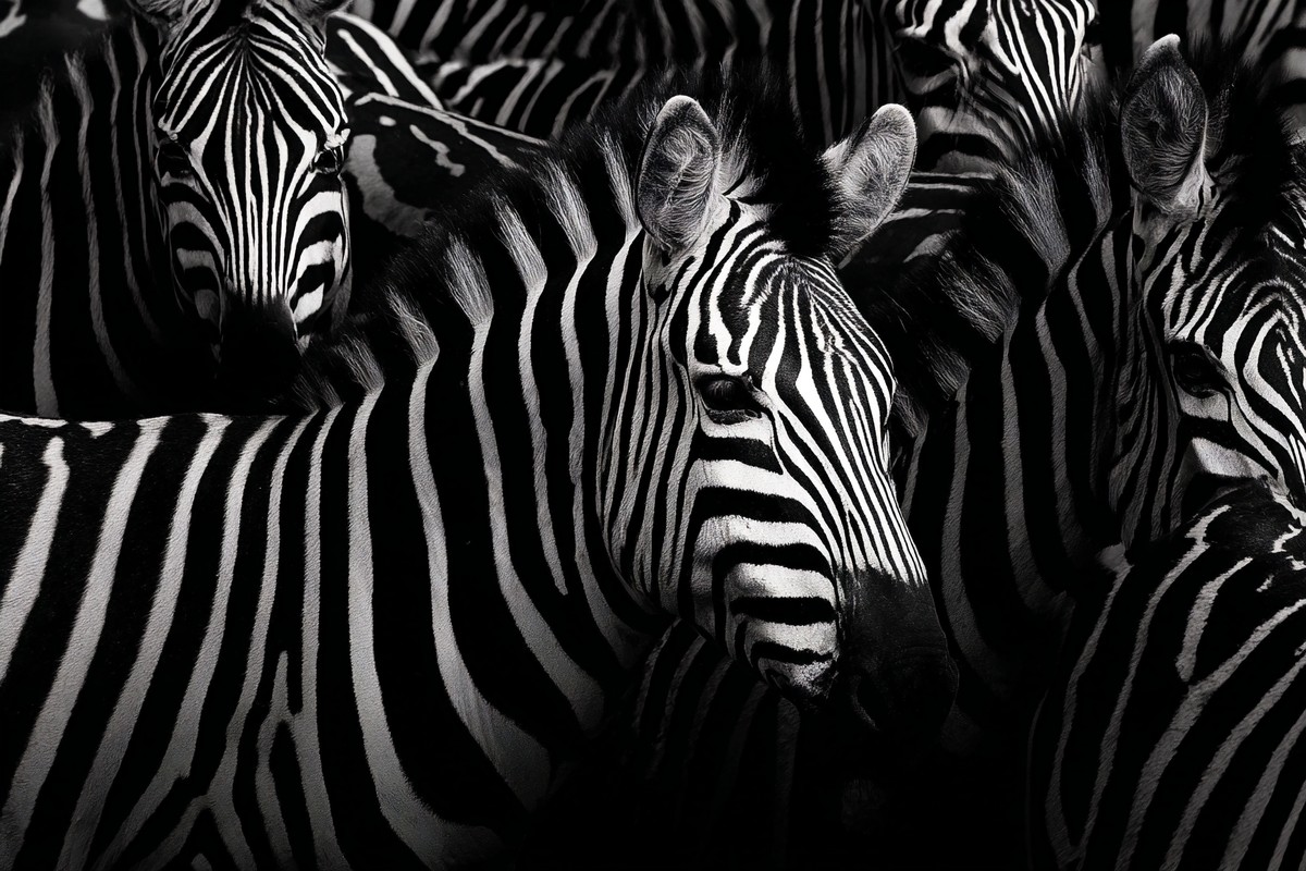 animals artistic photograph of a zebra herd focusing on the a — free black and white photo