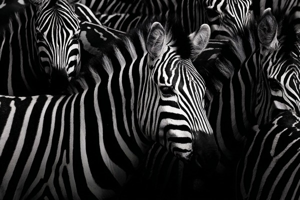 animals artistic photograph of a zebra herd focusing on the a — black and white animals photo