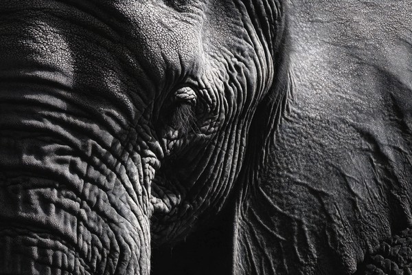 animals black and white photograph of an elephant skin textur — black and white animals photo