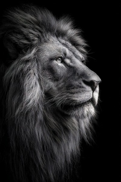 animals fine art photography of a powerful male lion portrait — black and white animals photo