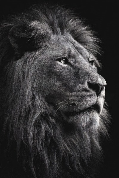 animals fine art photography of a powerful male lion portrait — black and white animals photo