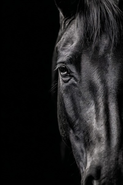 animals fine art portrait of a horse head minimalist composit — black and white animals photo