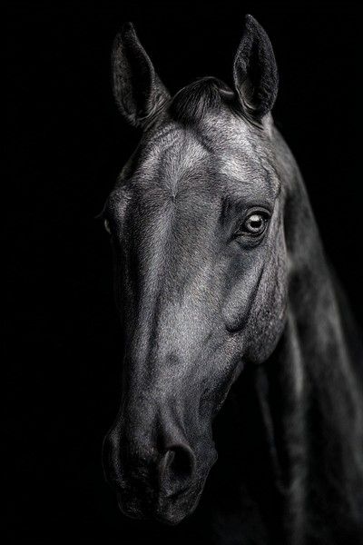 animals fine art portrait of a horse head minimalist composit — black and white animals photo