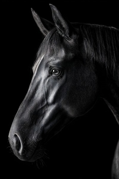 animals fine art portrait of a horse head minimalist composit — black and white background photo