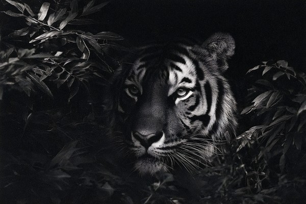 animals a intense tiger emerging from dark jungle foliage dap — black and white animals photo