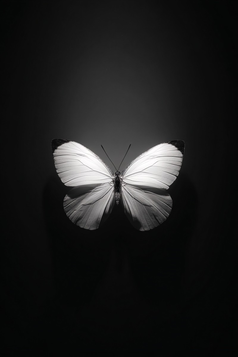 black and white butterfly picture single butterfly centered o — free black and white photo