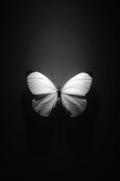 black and white butterfly picture single butterfly centered o — black and white nature photo