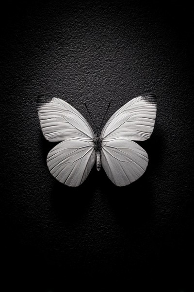 black and white butterfly picture single butterfly centered o — black and white nature photo