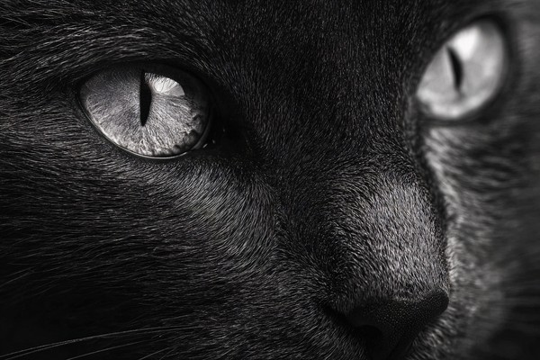 black and white cat picture extreme close up portrait intense — black and white photo