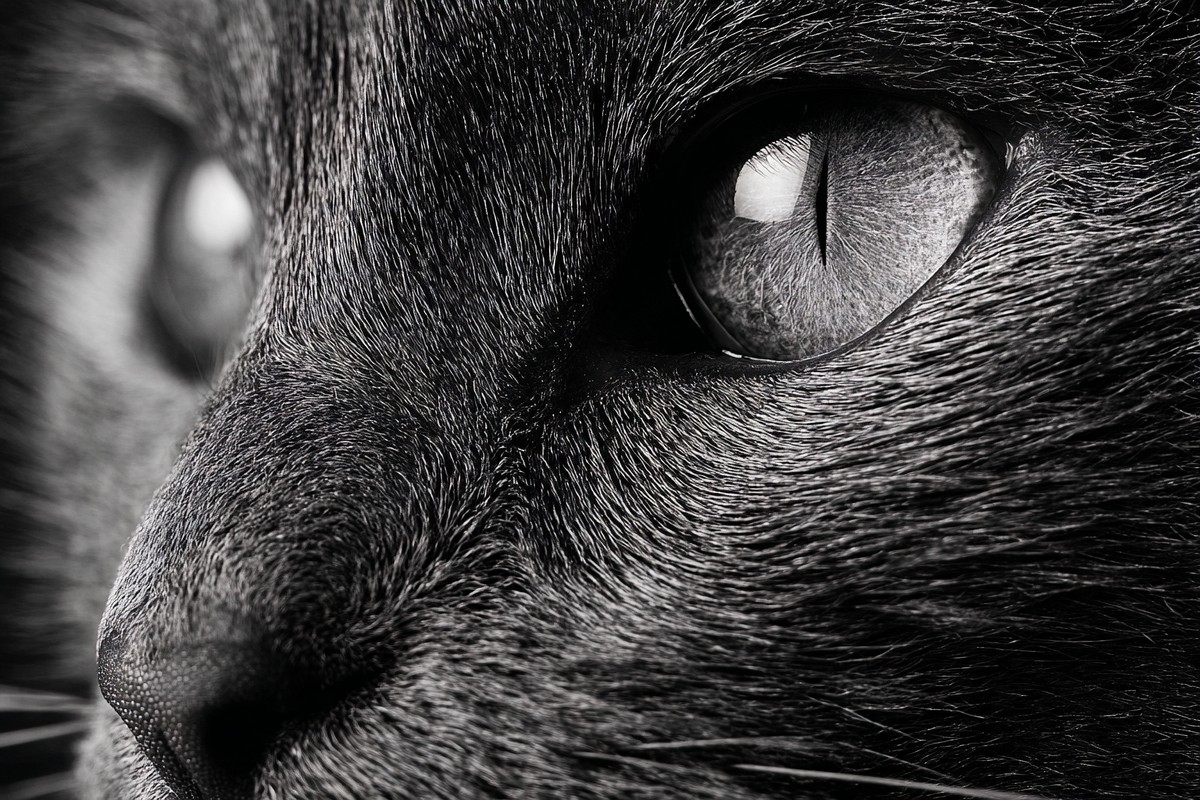 black and white cat picture extreme close up portrait intense — free black and white photo
