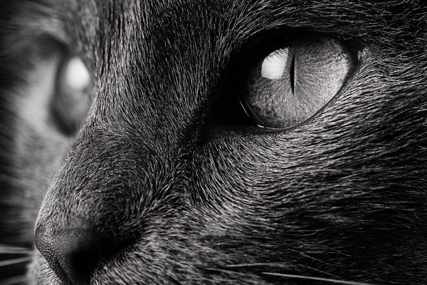 black and white cat picture extreme close up portrait intense — black and white photo