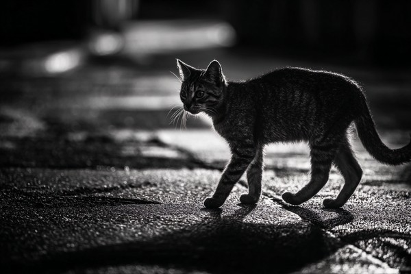 black and white cat picture stray cat walking on wet pavement — black and white nature photo