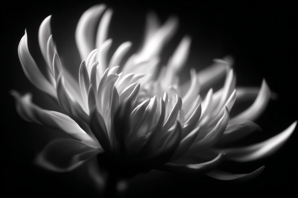 black and white picture of flower extreme macro close up of d — black and white nature photo