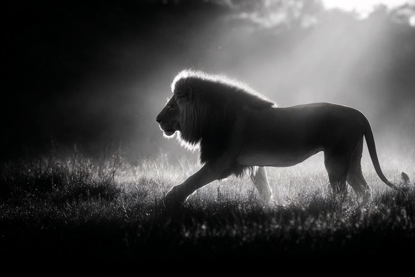 black and white picture of a lion walking through light mist — black and white nature photo