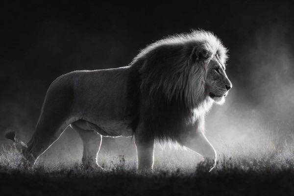 black and white picture of a lion walking through light mist — black and white landscape photo