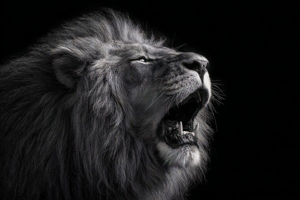 black and white picture of a roaring lion dramatic lighting s — black and white nature photo