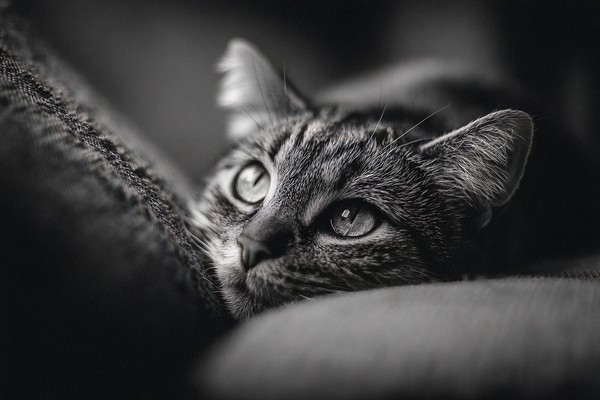cat lying on old couch nostalgic mood soft light black and wh