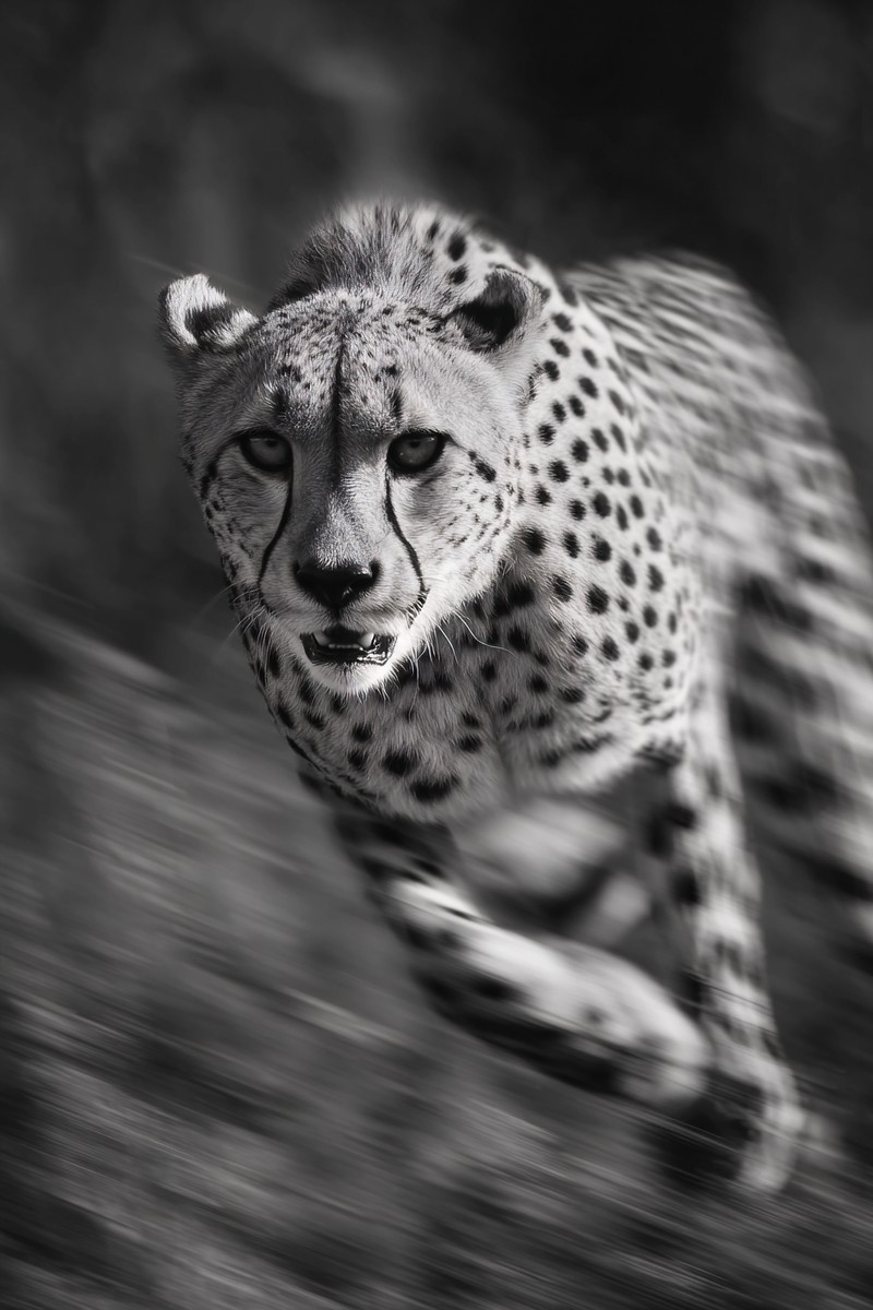 cheetah running fast motion blur dramatic monochrome composit — free black and white photo