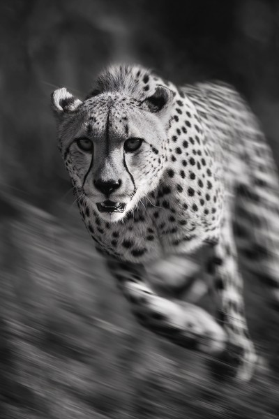 cheetah running fast motion blur dramatic monochrome composit — black and white nature photo