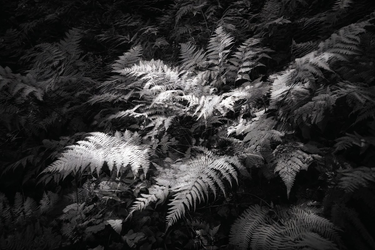 detailed photograph of a dense fern forest floor overwhelming — free black and white photo