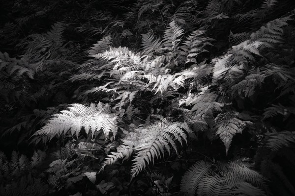 detailed photograph of a dense fern forest floor overwhelming — black and white landscape photo
